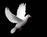Dove Animal Totems